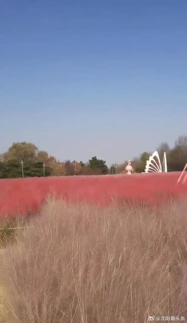 (圖片:小紅書) 內地植物園驚見人工粉紅花海?園方大方回應「造假」疑雲
