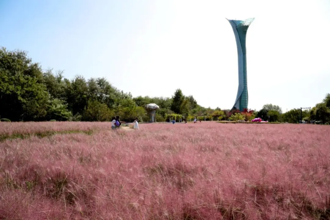(圖片:小紅書) 內地植物園驚見人工粉紅花海?園方大方回應「造假」疑雲