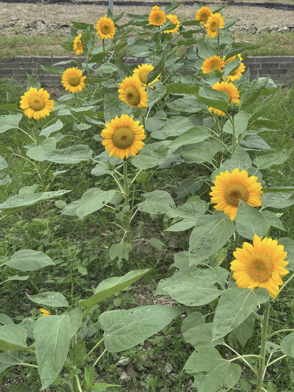 元朗信芯園太陽花全盛綻放！料今年最後一季花期僅10日 附交通方法