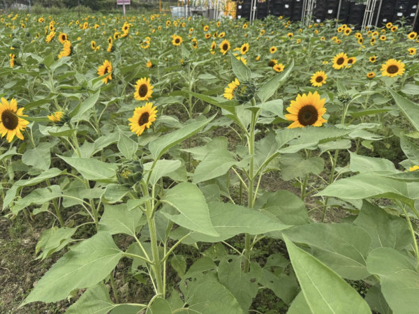 元朗信芯園太陽花全盛綻放！料今年最後一季花期僅10日 附交通方法