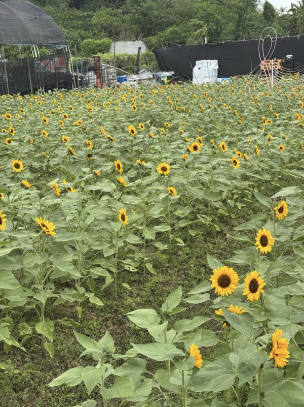 元朗信芯園太陽花全盛綻放！料今年最後一季花期僅10日 附交通方法