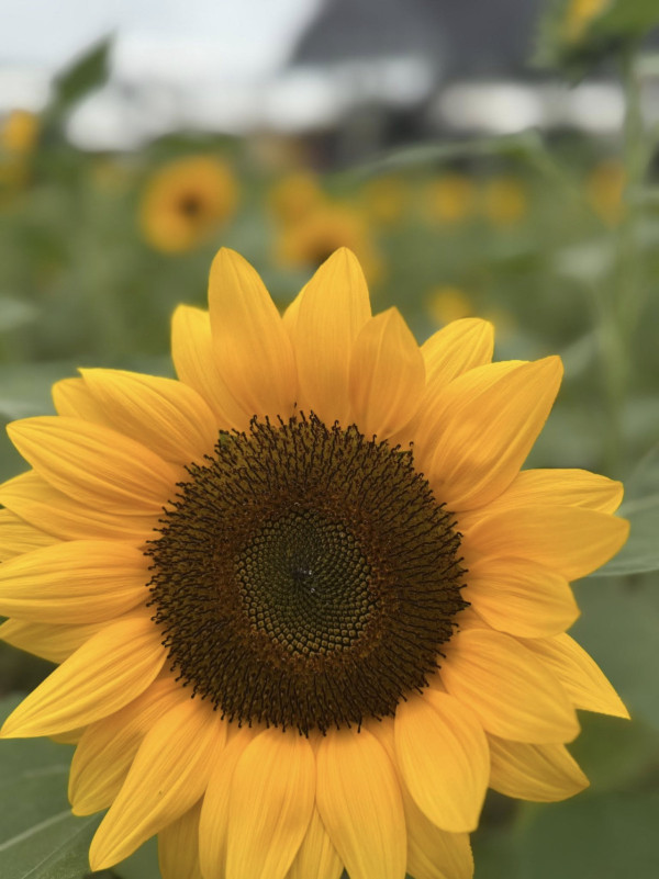 元朗信芯園太陽花全盛綻放！料今年最後一季花期僅10日 附交通方法