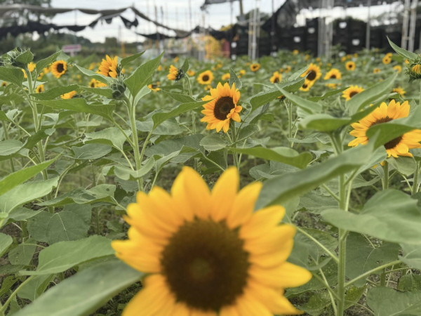 元朗信芯園太陽花全盛綻放！料今年最後一季花期僅10日 附交通方法