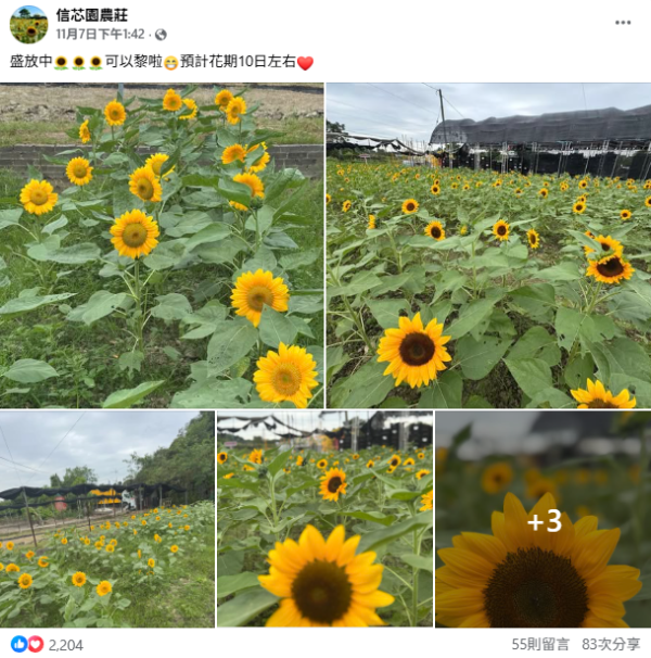 元朗信芯園太陽花全盛綻放！料今年最後一季花期僅10日 附交通方法