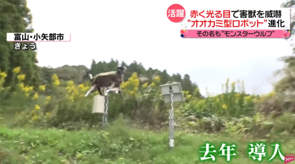 照片來源：日本電視台NEWS NNN