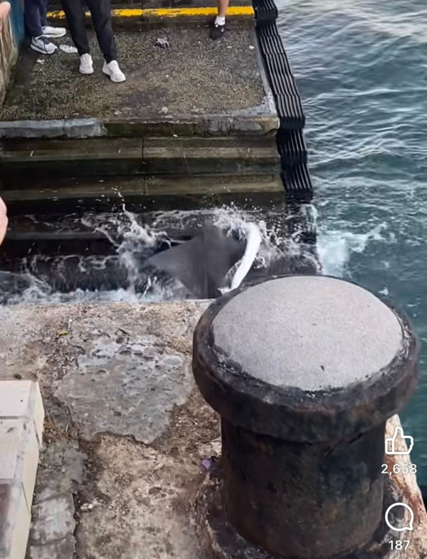 魔鬼魚現身筲箕灣海傍！意外被釣獲網民齊喊可憐「求放生」籲小心毒刺！下場曝光