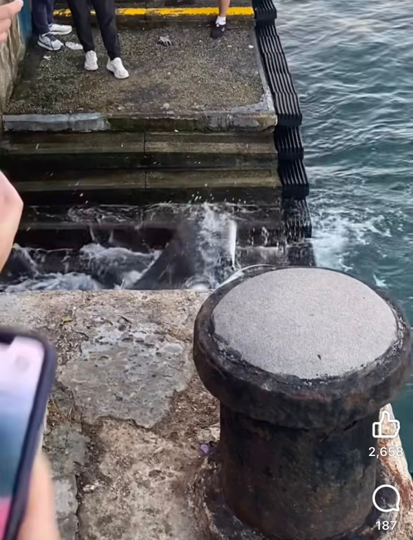 魔鬼魚現身筲箕灣海傍！意外被釣獲網民齊喊可憐「求放生」籲小心毒刺！下場曝光