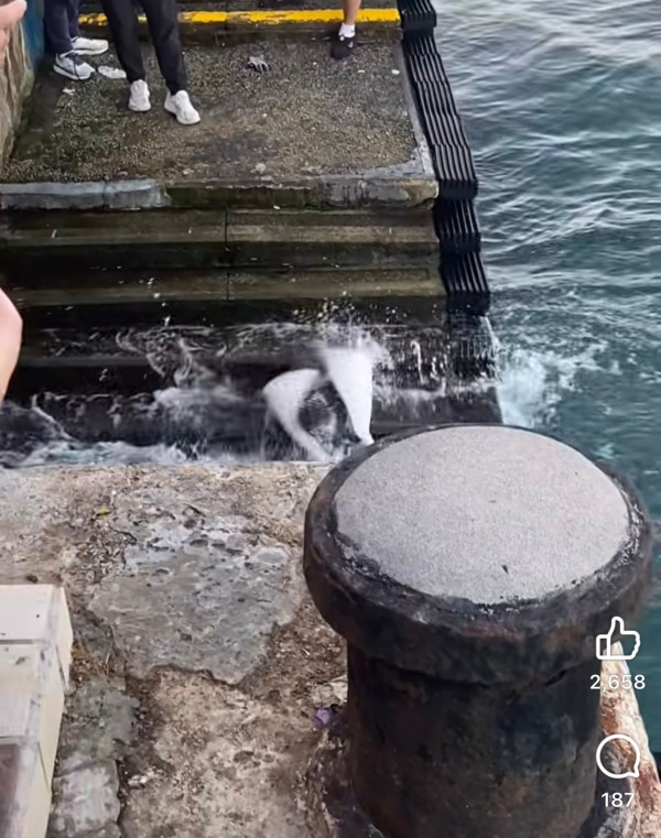 魔鬼魚現身筲箕灣海傍！意外被釣獲網民齊喊可憐「求放生」籲小心毒刺！下場曝光