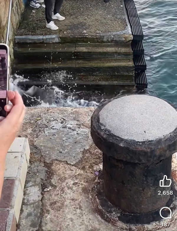 魔鬼魚現身筲箕灣海傍！意外被釣獲網民齊喊可憐「求放生」籲小心毒刺！下場曝光