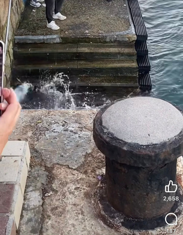 魔鬼魚現身筲箕灣海傍！意外被釣獲網民齊喊可憐「求放生」籲小心毒刺！下場曝光