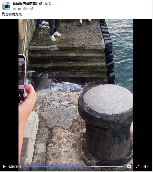 魔鬼魚現身筲箕灣海傍！意外被釣獲網民齊喊可憐「求放生」籲小心毒刺！下場曝光