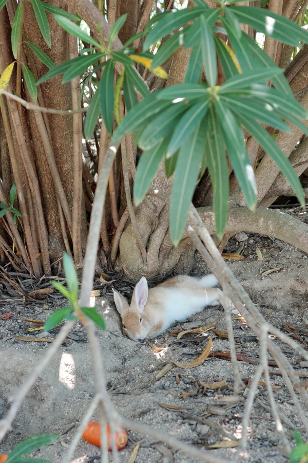 瀨戶內的檸檬醬@小紅書 瀨戶內的檸檬醬@小紅書