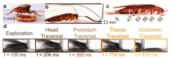 明明一腳踩扁！曱甴屍體為何會「離奇消失」？研究驚揭恐怖真相：根本冇死到！