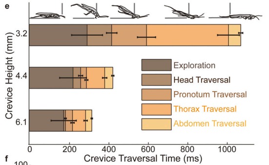 明明一腳踩扁！曱甴屍體為何會「離奇消失」？研究驚揭恐怖真相：根本冇死到！
