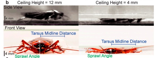 明明一腳踩扁！曱甴屍體為何會「離奇消失」？研究驚揭恐怖真相：根本冇死到！