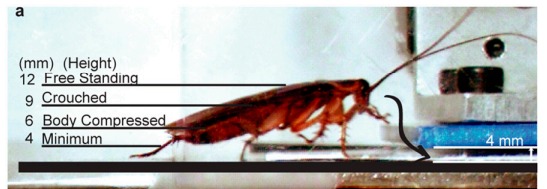 明明一腳踩扁!曱甴屍體為何會「離奇消失」?研究驚揭恐怖真相:根本冇死到!