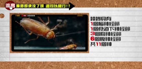 明明一腳踩扁！曱甴屍體為何會「離奇消失」？研究驚揭恐怖真相：根本冇死到！