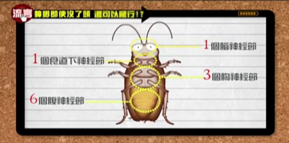 明明一腳踩扁！曱甴屍體為何會「離奇消失」？研究驚揭恐怖真相：根本冇死到！
