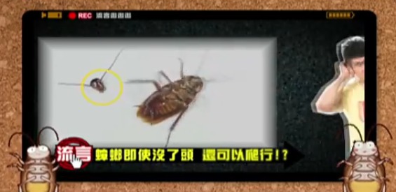 明明一腳踩扁！曱甴屍體為何會「離奇消失」？研究驚揭恐怖真相：根本冇死到！