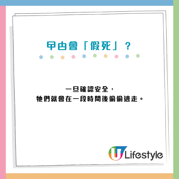 明明一腳踩扁！曱甴屍體為何會「離奇消失」？研究驚揭恐怖真相：根本冇死到！