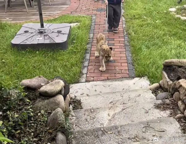 內地酒店推小獅子入房叫醒服務極速爆滿 收費這房價限時互動7分鐘 