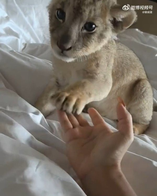 內地酒店推小獅子入房叫醒服務極速爆滿 收費這房價限時互動7分鐘 