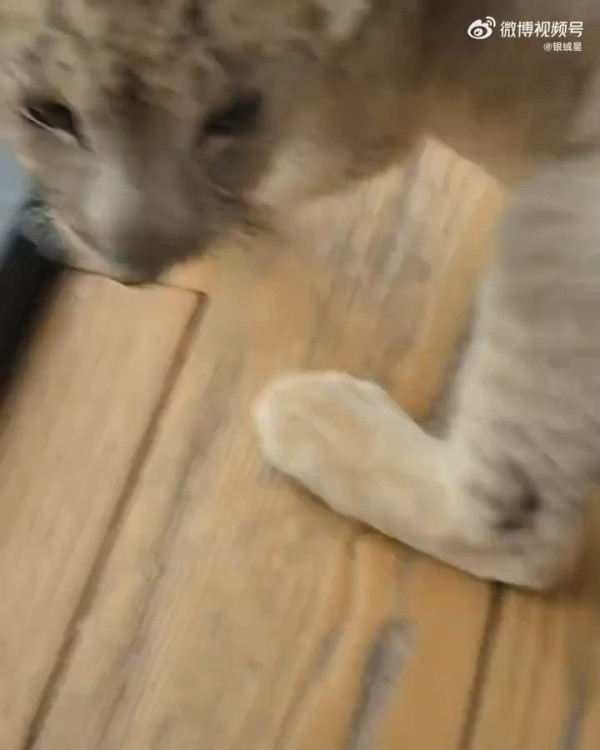 內地酒店推小獅子入房叫醒服務極速爆滿 收費這房價限時互動7分鐘 