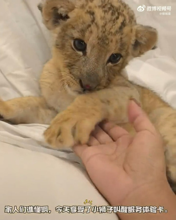 內地酒店推小獅子入房叫醒服務極速爆滿 收費這房價限時互動7分鐘 