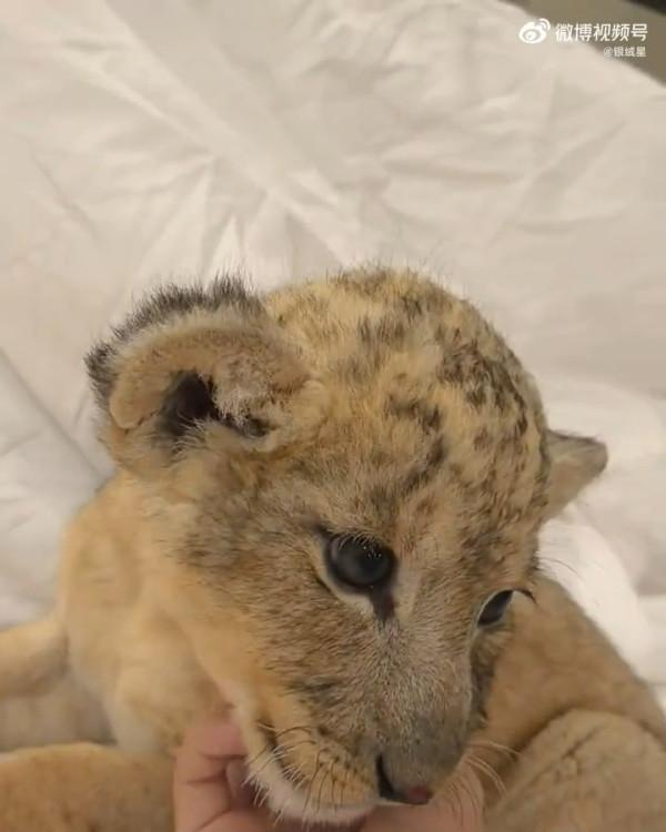 內地酒店推小獅子入房叫醒服務極速爆滿 收費這房價限時互動7分鐘 