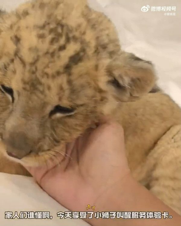 內地酒店推小獅子入房叫醒服務極速爆滿 收費這房價限時互動7分鐘 