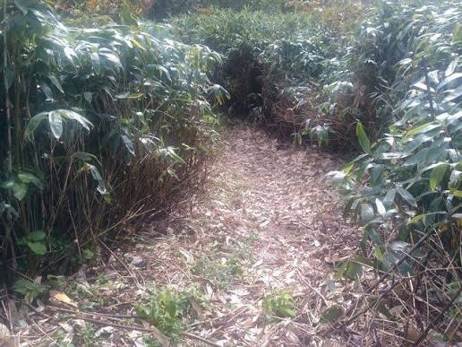 日本秋田「食人熊」半月奪4命！胃藏大量人肉 