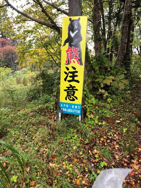 日本秋田「食人熊」半月奪4命！胃藏大量人肉 