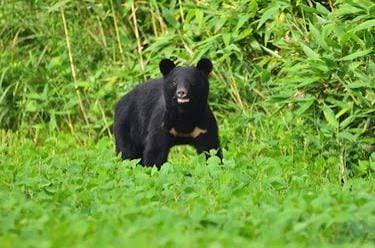 日本秋田「食人熊」半月奪4命！胃藏大量人肉 