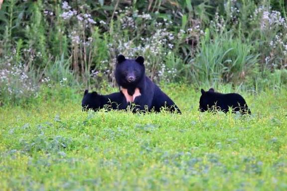 日本秋田「食人熊」半月奪4命！胃藏大量人肉 