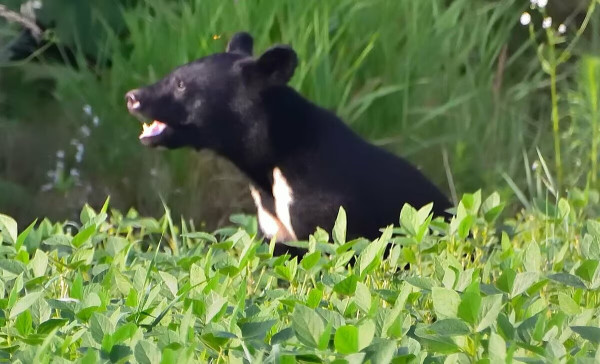 日本秋田「食人熊」半月奪4命！胃藏大量人肉 
