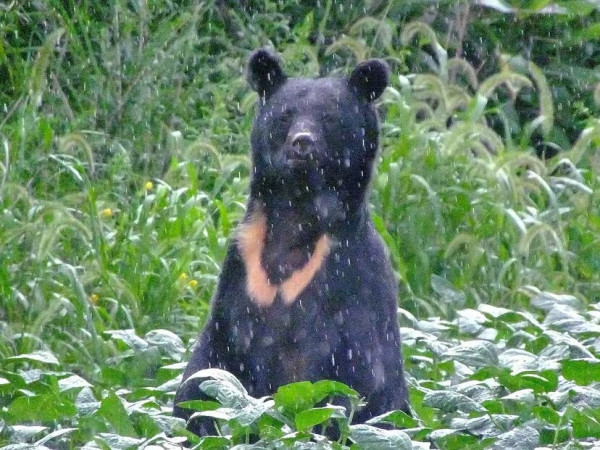 日本秋田「食人熊」半月奪4命！胃藏大量人肉 