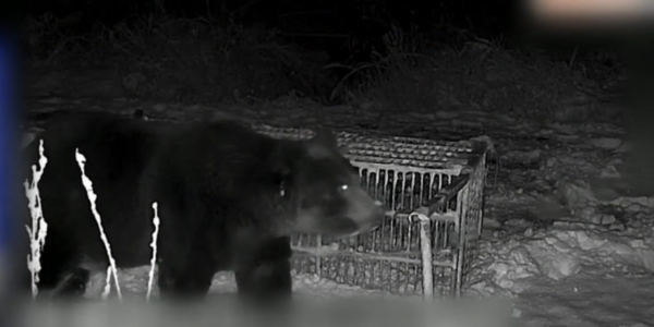 照片來源：NHK News