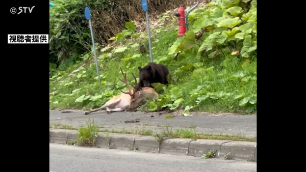 噴射距離不足1米！中國「山寨」防熊噴霧充斥日本 買家怒批：性命不應寄託此種商品 