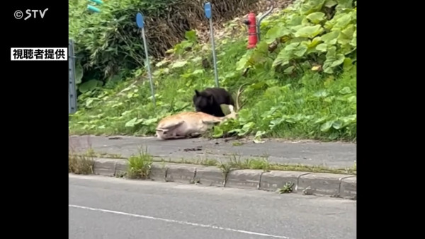 噴射距離不足1米！中國「山寨」防熊噴霧充斥日本 買家怒批：性命不應寄託此種商品 