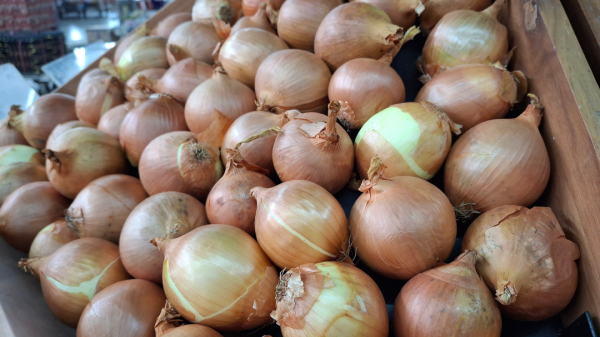 脫髮｜禿頭有救了？研究揭「洋蔥汁」治療禿頭實證：2週見效、6週成功率近9成！