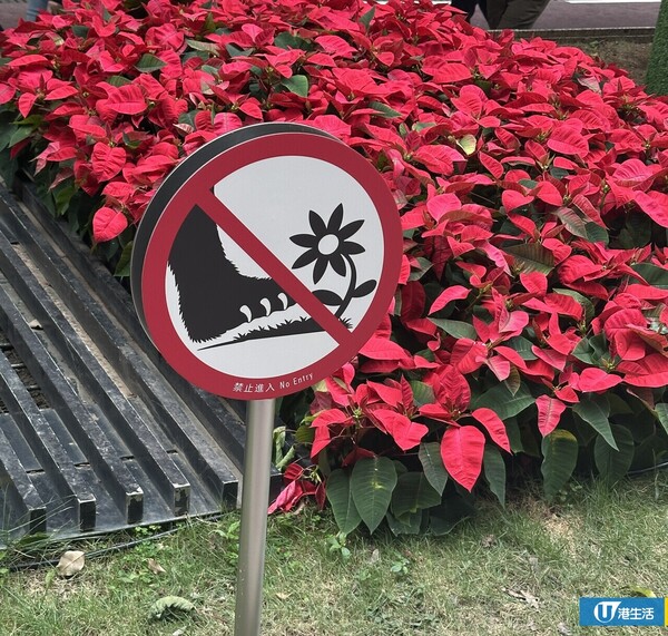 Zootopia 2登陸銅鑼灣時代廣場！優獸市打卡位/1:1角色現身/4.8米高聖誕樹