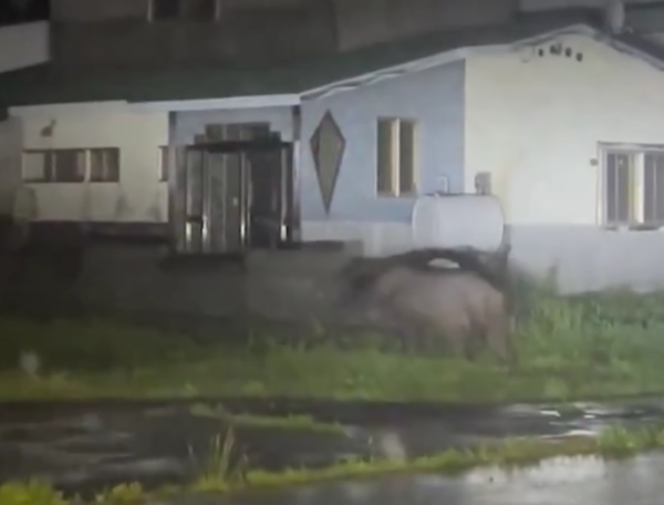 照片來源：網上圖片 