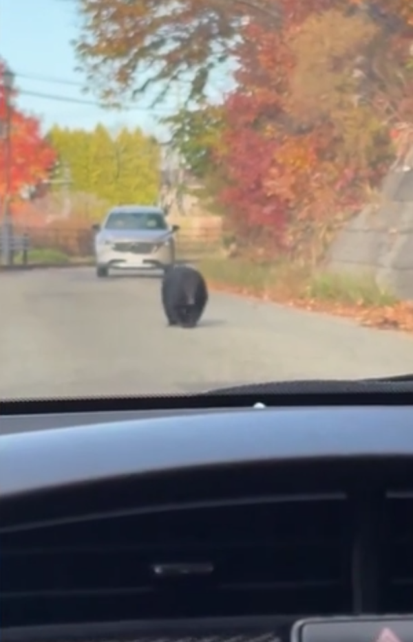 照片來源：網上圖片 