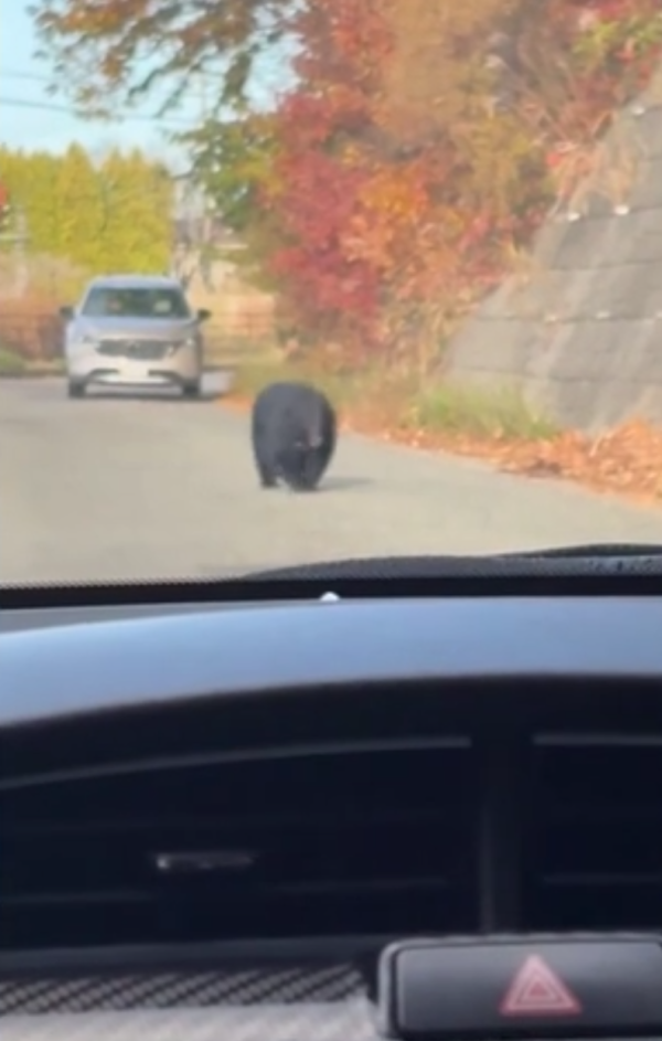 照片來源：網上圖片 