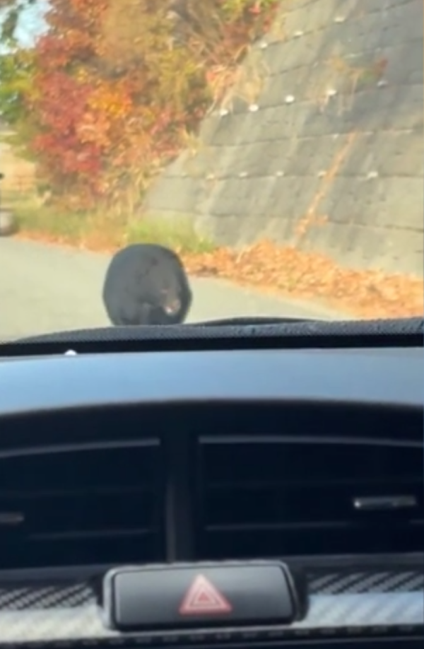 照片來源：網上圖片 