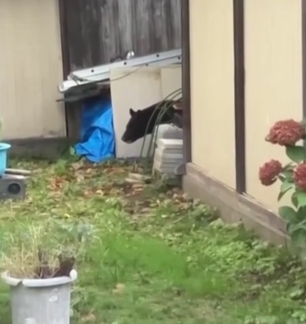 照片來源：網上圖片 