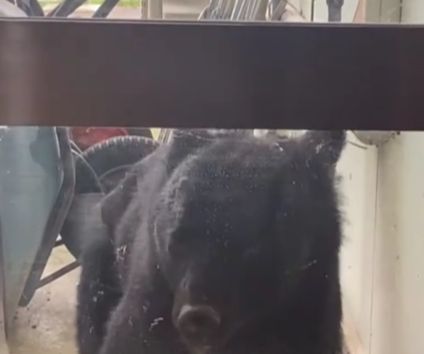 照片來源：網上圖片 