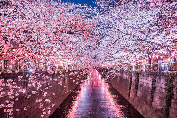 2026櫻花預測9成人錯看日子！東京首爾花期再破紀錄？內附預測黃金檔期 