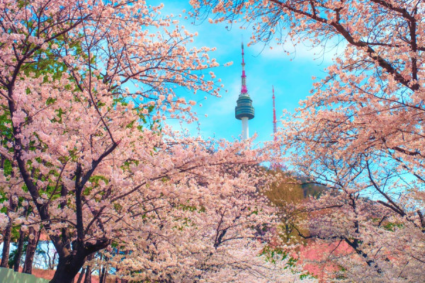 2026櫻花預測9成人錯看日子！東京首爾花期再破紀錄？內附預測黃金檔期 