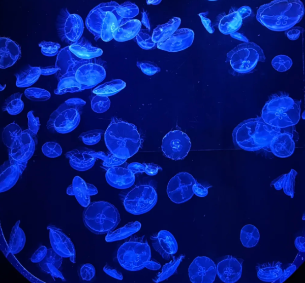 照片來源:小紅書 照片來源:小紅書